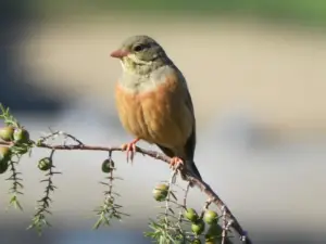Menno 01 Ortolaan